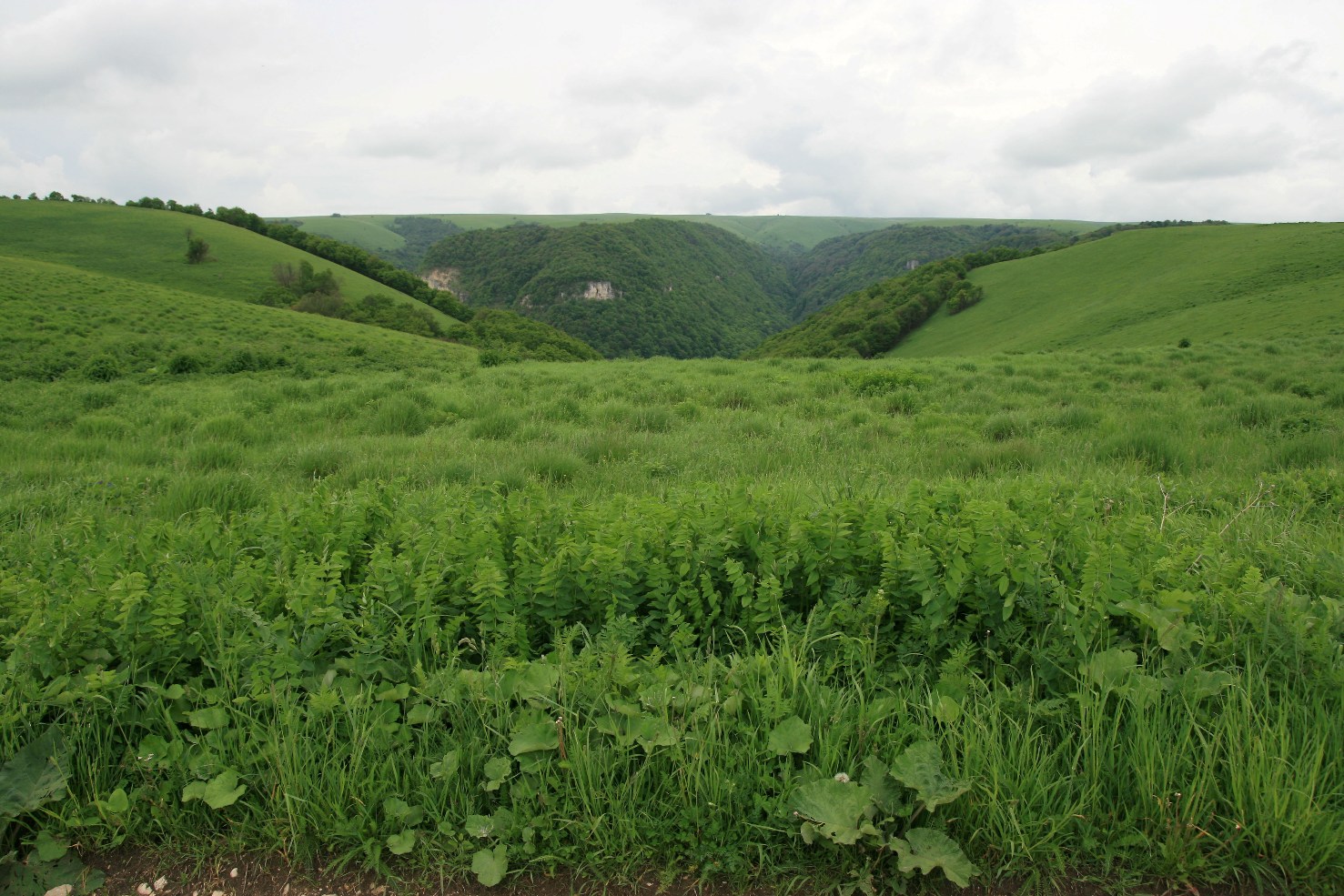 Массив Больше, image of landscape/habitat.