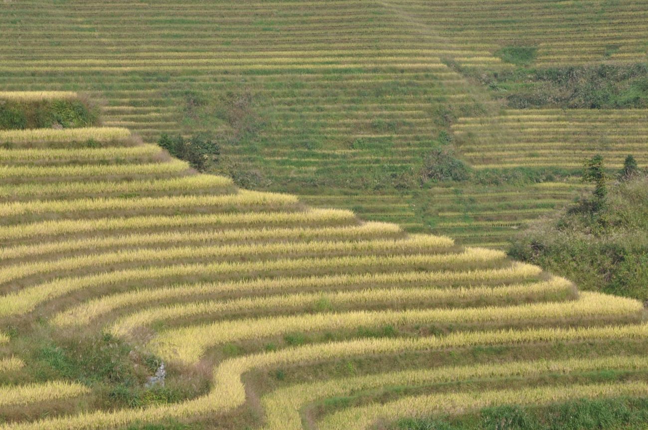 Рисовые террасы Дажай, изображение ландшафта.