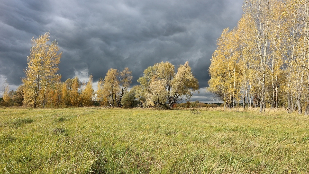 Окрестности села Свиногорье, image of landscape/habitat.