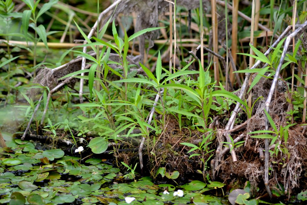 Дельта (нижняя зона), image of landscape/habitat.