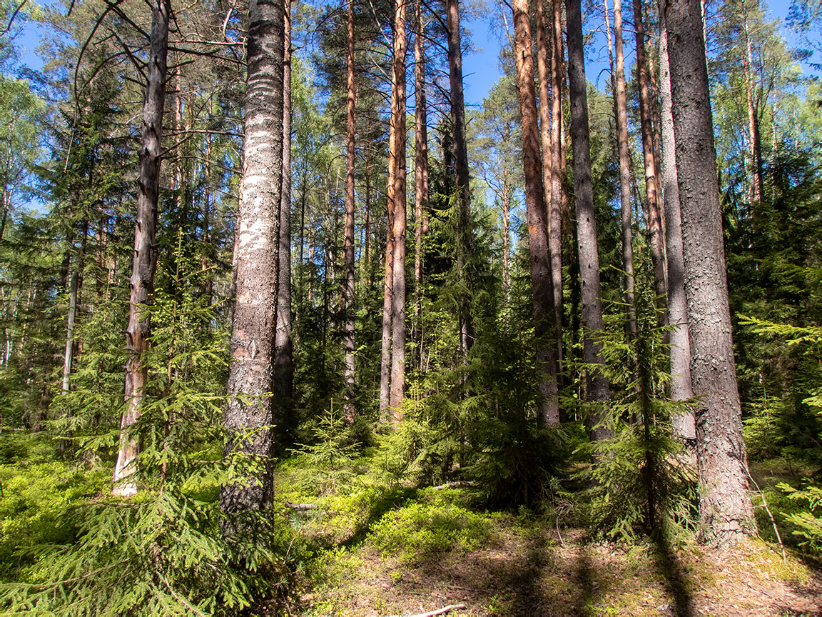 Запрудня, image of landscape/habitat.