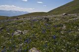 Курайский хребет, изображение ландшафта.