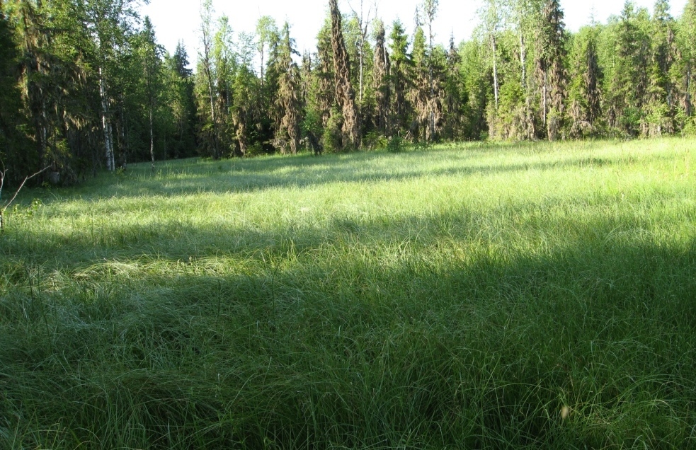 Заповедник "Кологривский лес", image of landscape/habitat.
