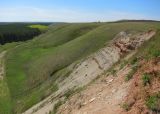 Салиховская гора, image of landscape/habitat.