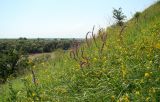 Берег Кубани в Усть-Лабинске, image of landscape/habitat.