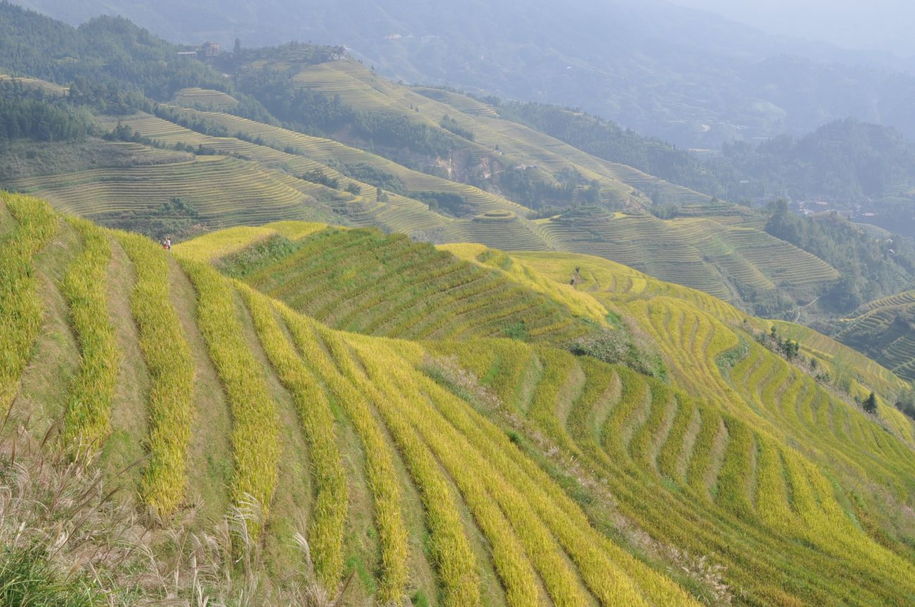 Рисовые террасы Дажай, image of landscape/habitat.