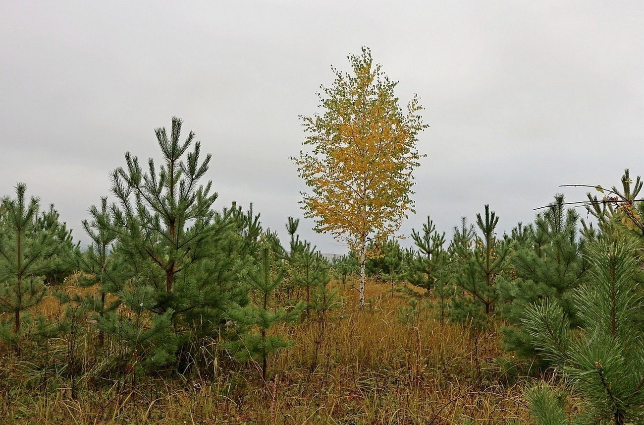 Окрестности села Свиногорье, image of landscape/habitat.