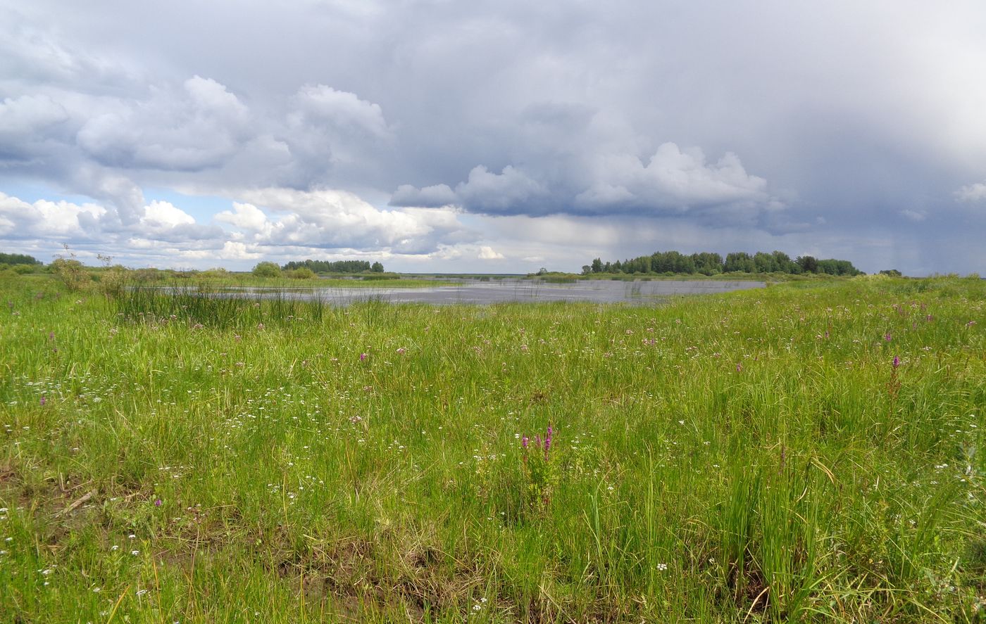 Река Реня, image of landscape/habitat.