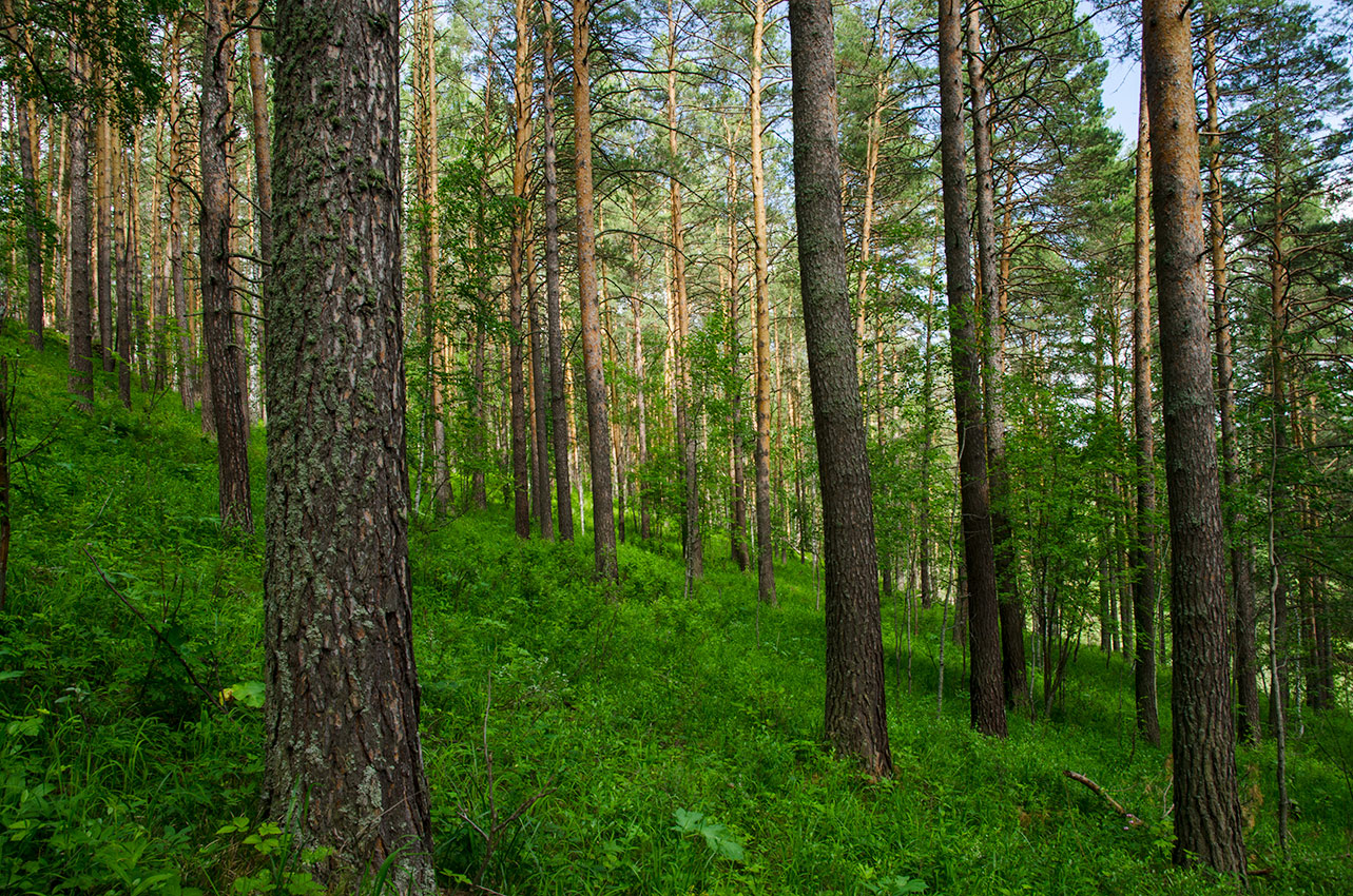 Перевоз, изображение ландшафта.