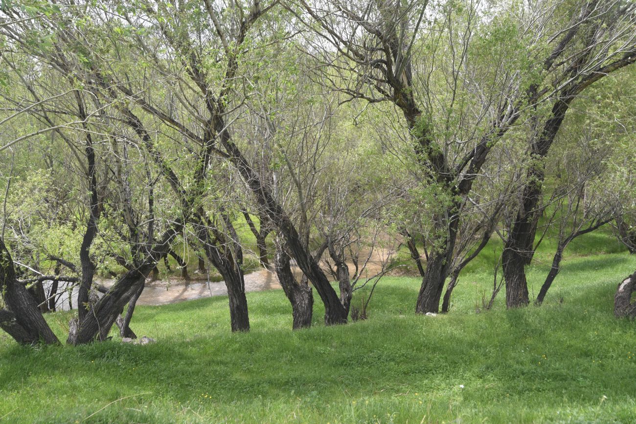 Явузлар, image of landscape/habitat.