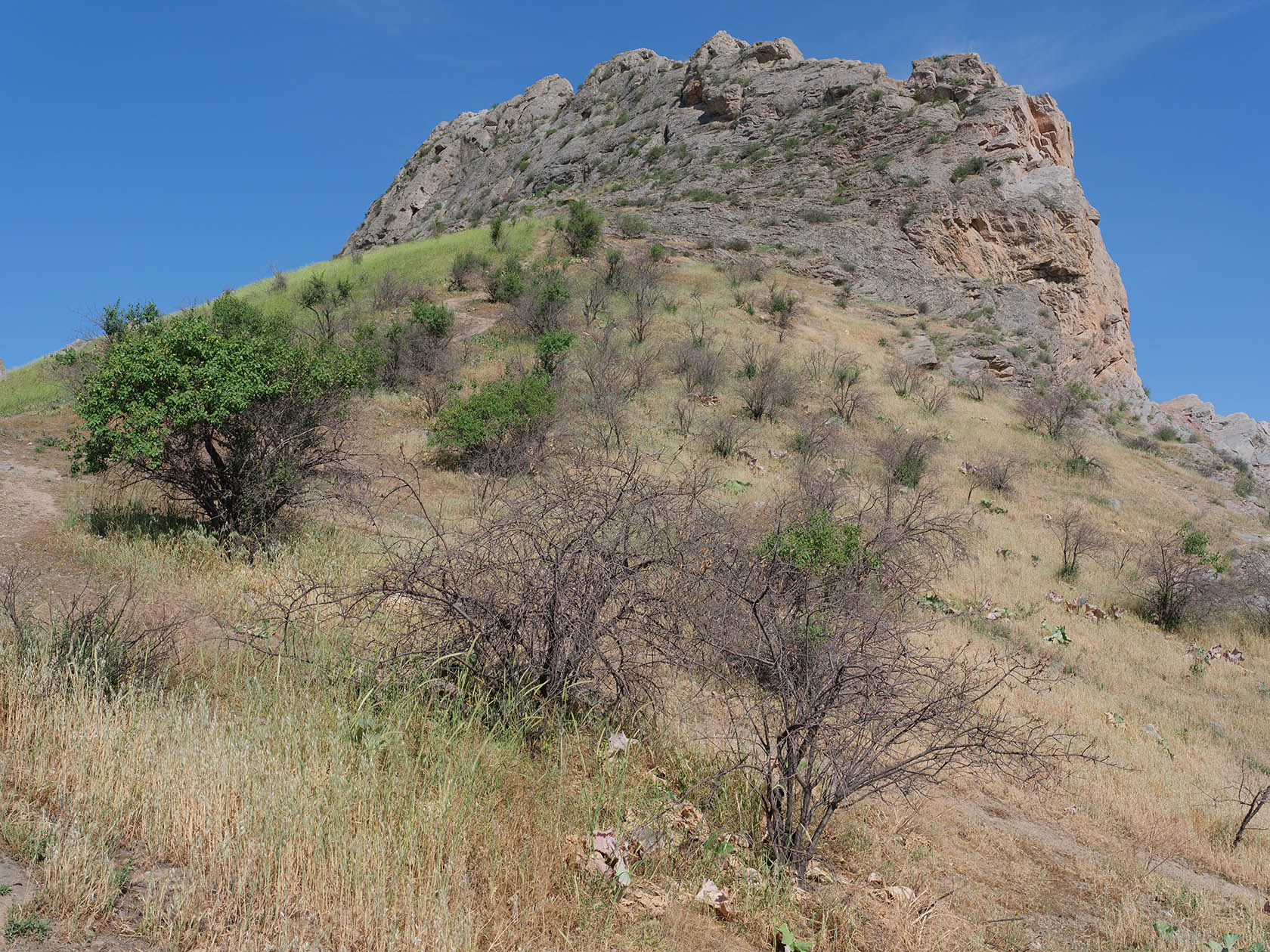 Сулейман-Тоо, image of landscape/habitat.