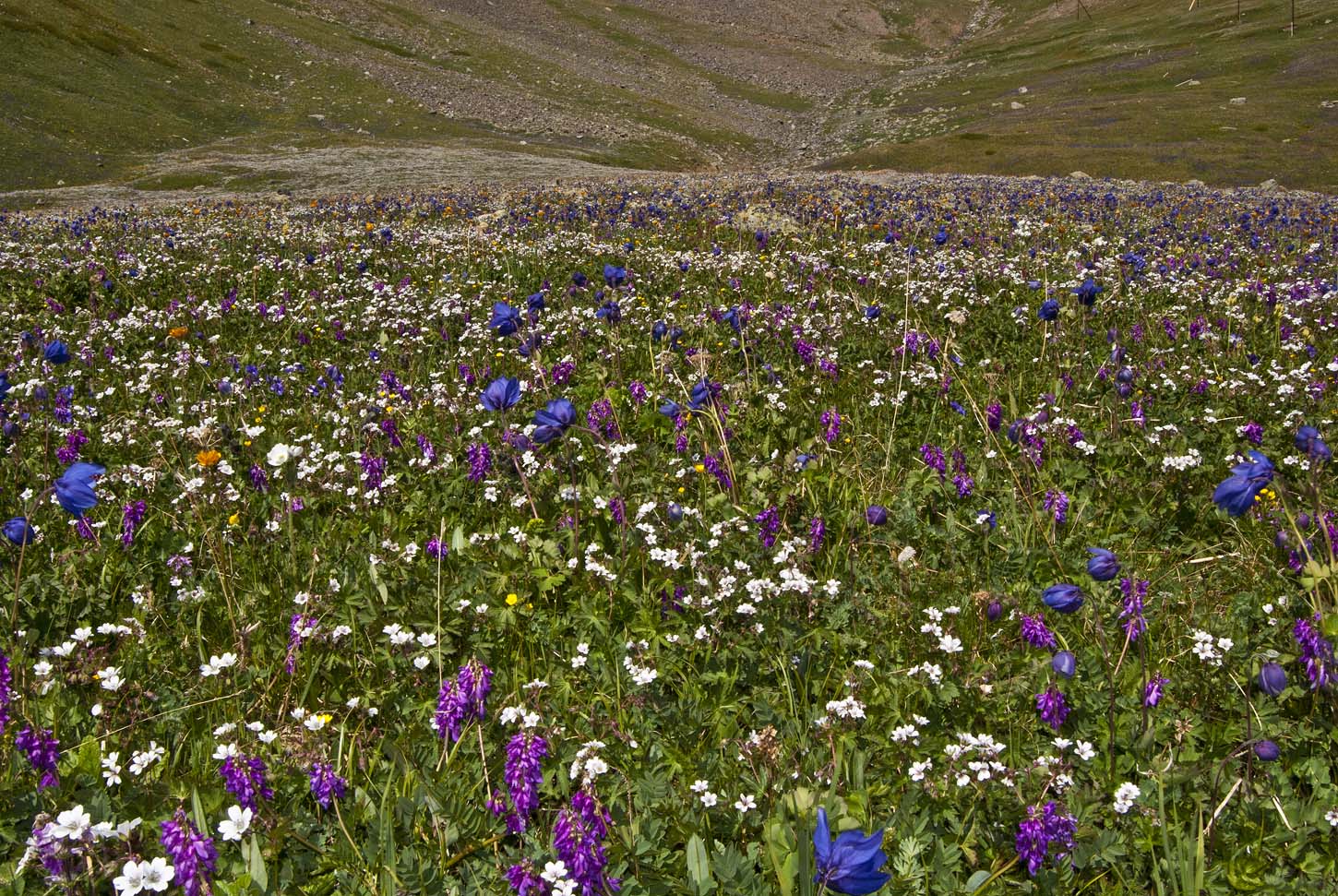 Курайский хребет, image of landscape/habitat.