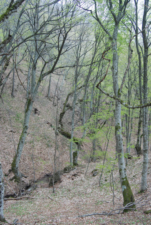 Ай-Алексий, image of landscape/habitat.