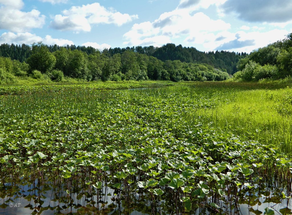 Устье Верхней Ёрги, image of landscape/habitat.