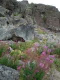 Дальние Зеленцы, image of landscape/habitat.