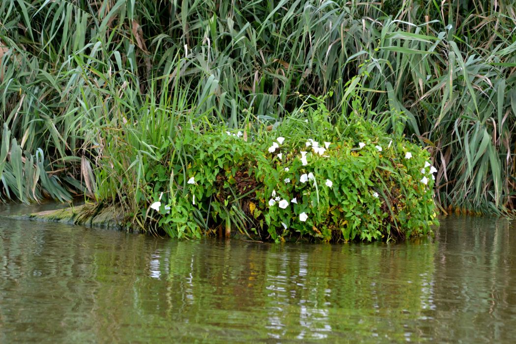 Дельта (нижняя зона), image of landscape/habitat.