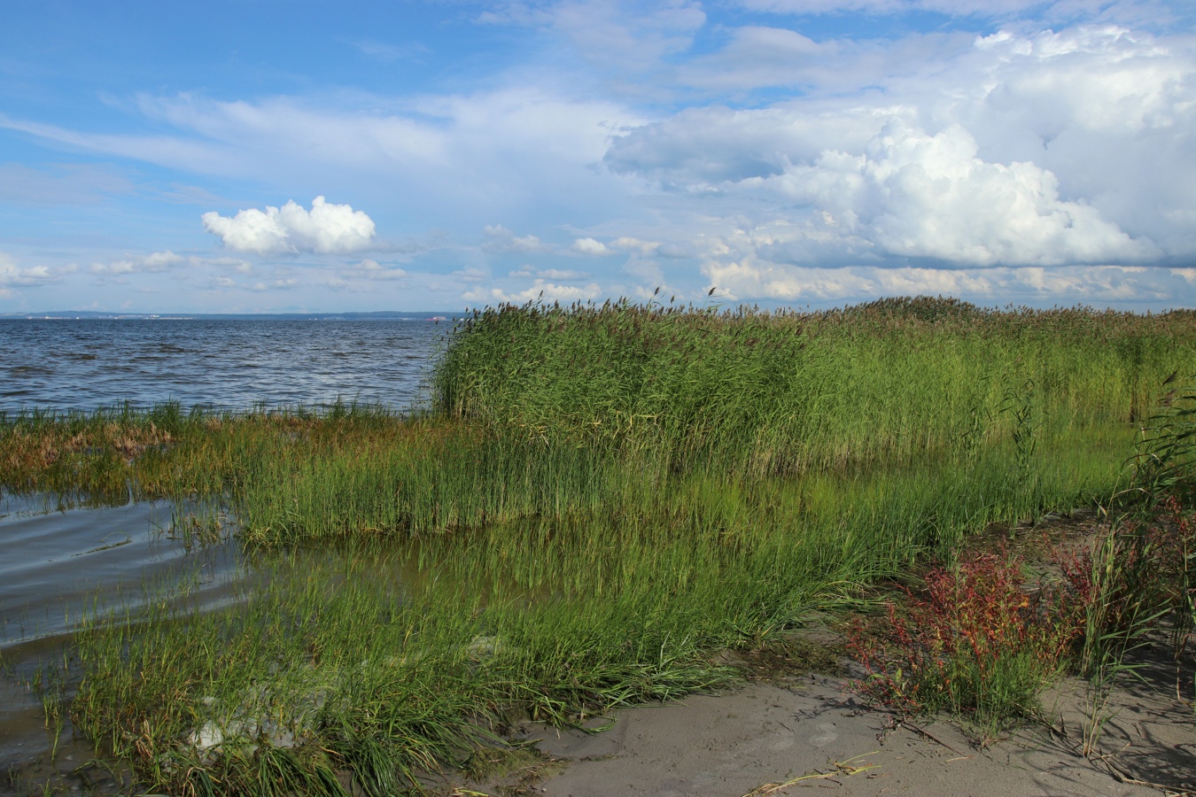 Окрестности деревни Выбье, image of landscape/habitat.