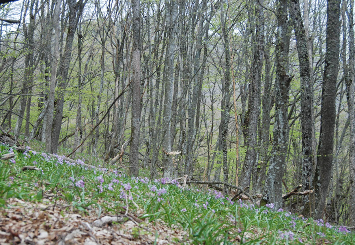 Ай-Алексий, image of landscape/habitat.