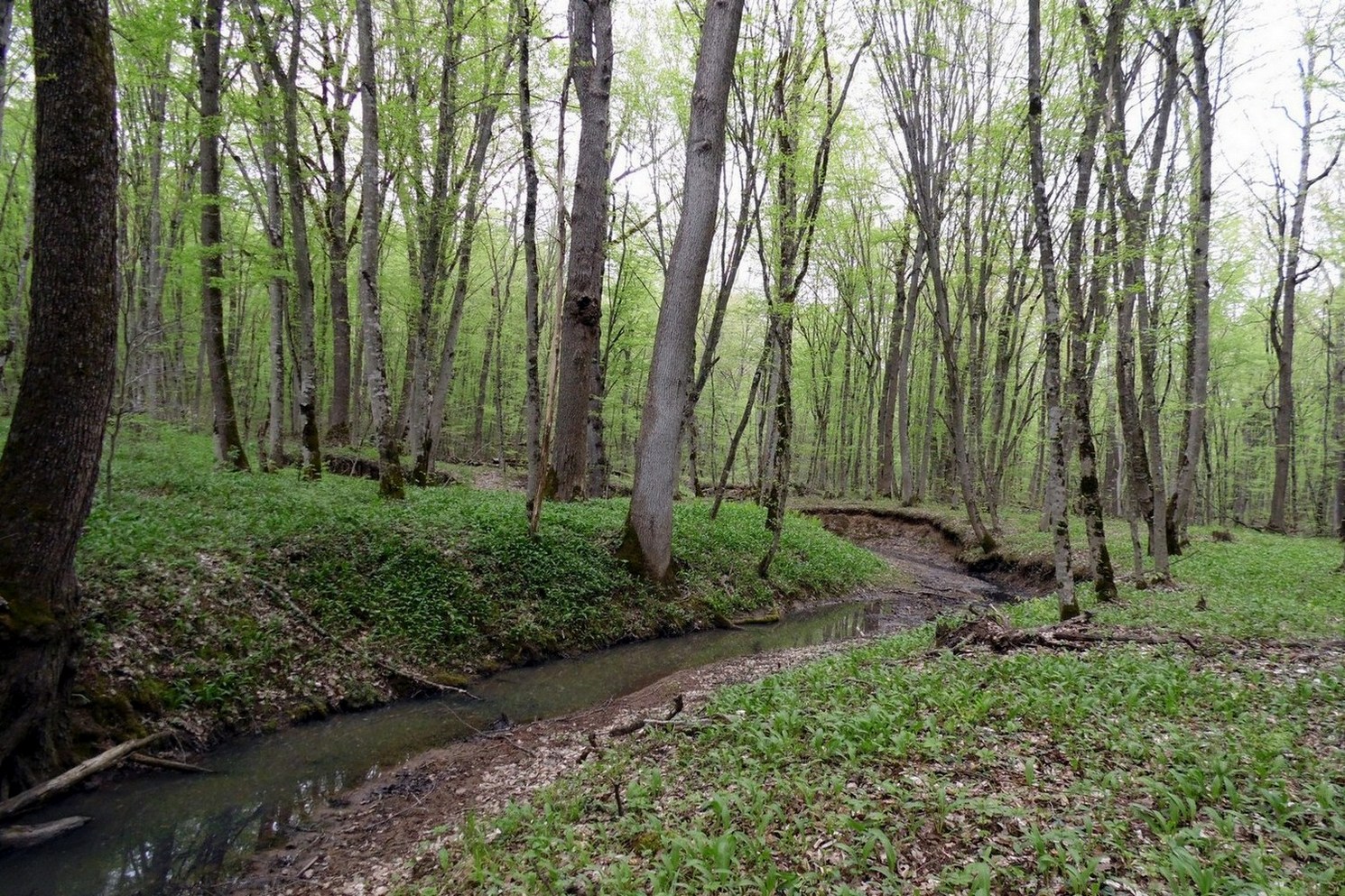 Майкоп и окрестности, image of landscape/habitat.