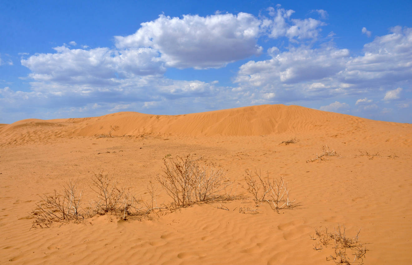 Окрестности посёлка Адык, image of landscape/habitat.