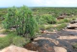 Image of landscape