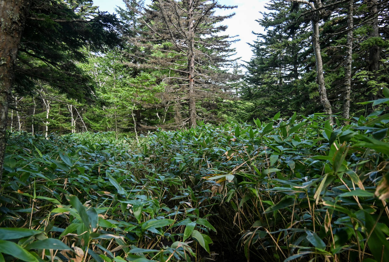 Вулкан Менделеева, image of landscape/habitat.