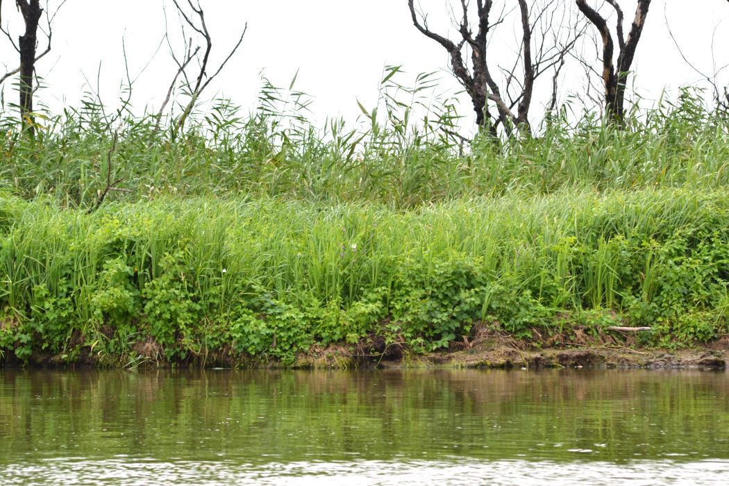 Дельта (нижняя зона), image of landscape/habitat.