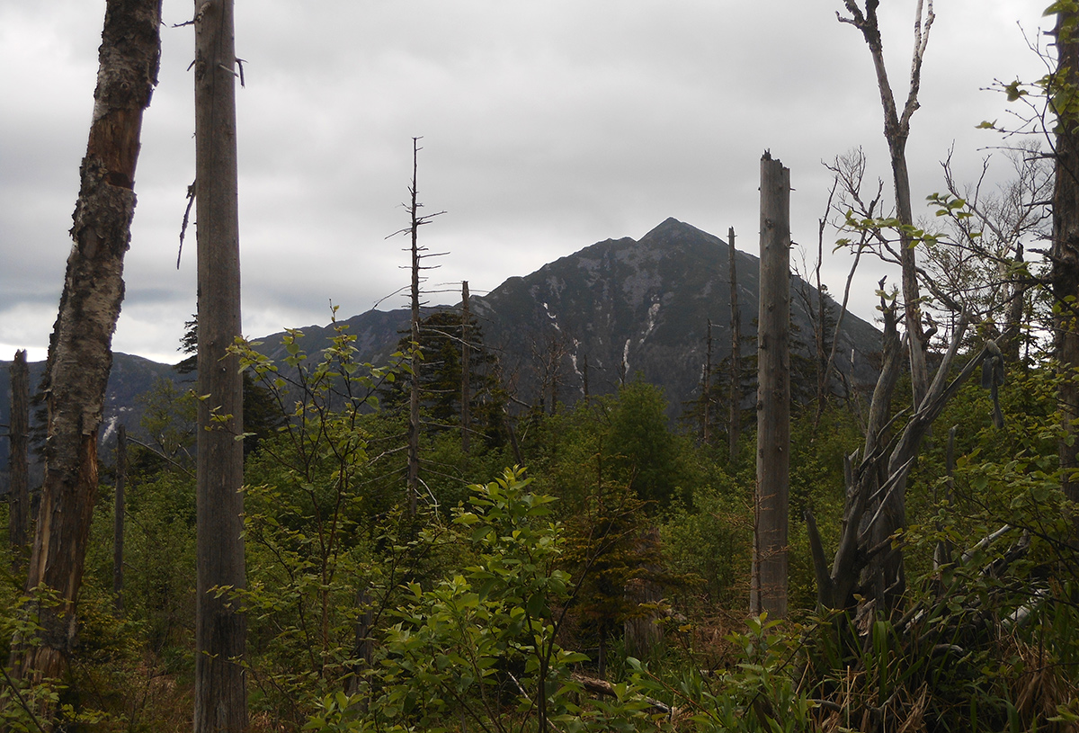 Гора Облачная, image of landscape/habitat.