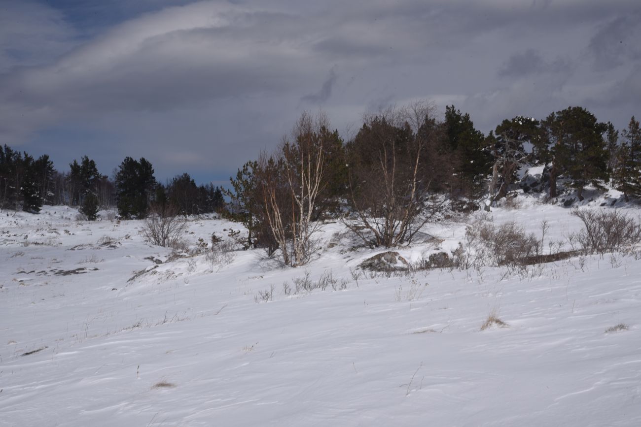 Окрестности ретранслятора, image of landscape/habitat.
