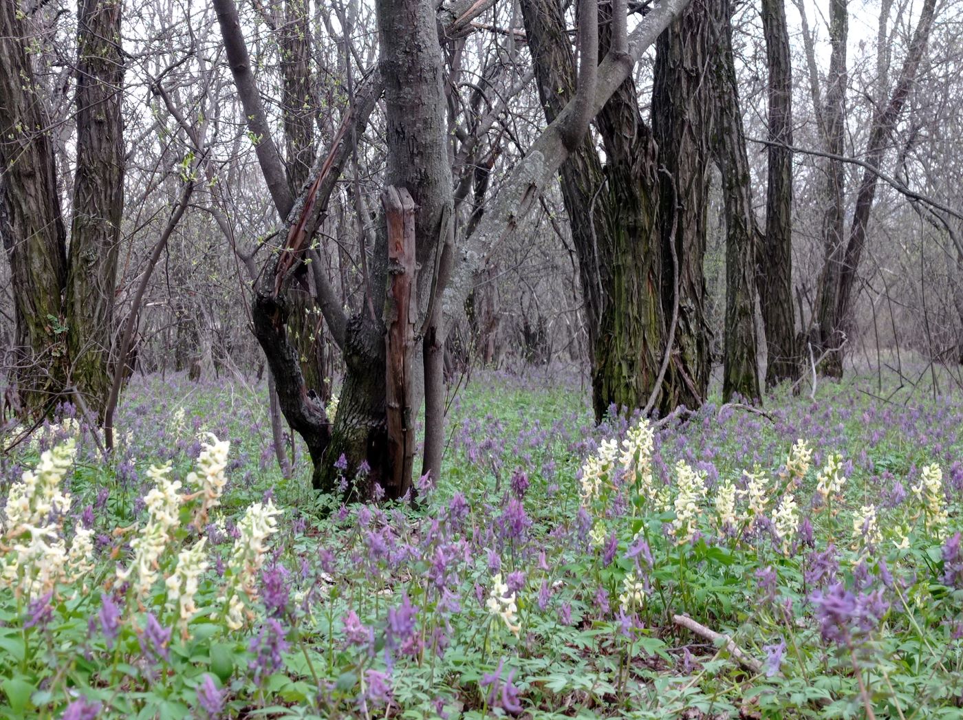 Старобельск, image of landscape/habitat.
