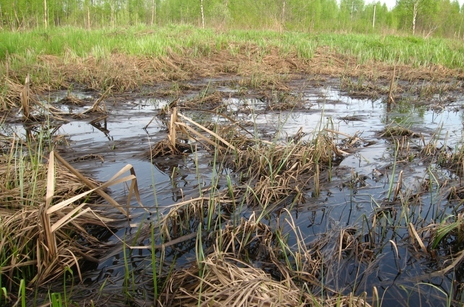 Селище, image of landscape/habitat.