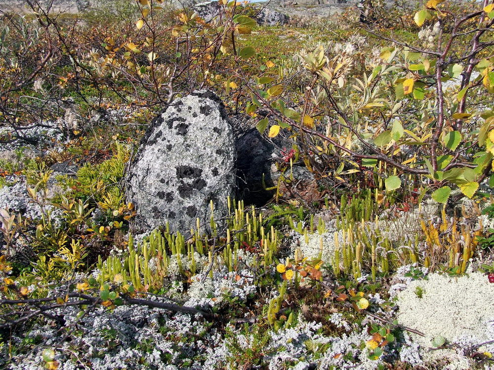 Кут Ярнышной губы, image of landscape/habitat.