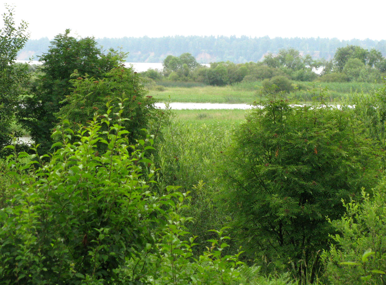 Рыбинское водохранилище, image of landscape/habitat.