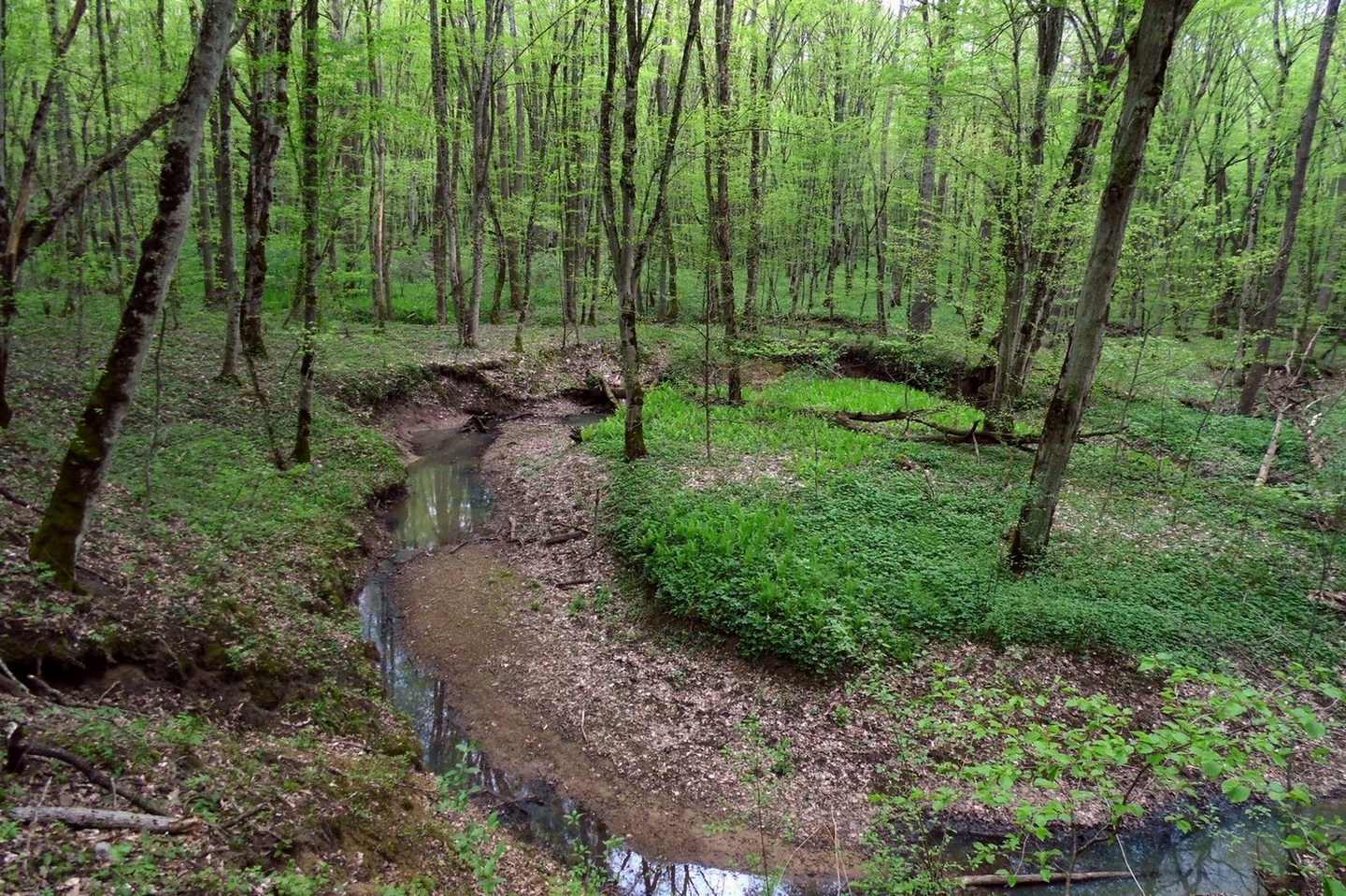 Майкоп и окрестности, image of landscape/habitat.