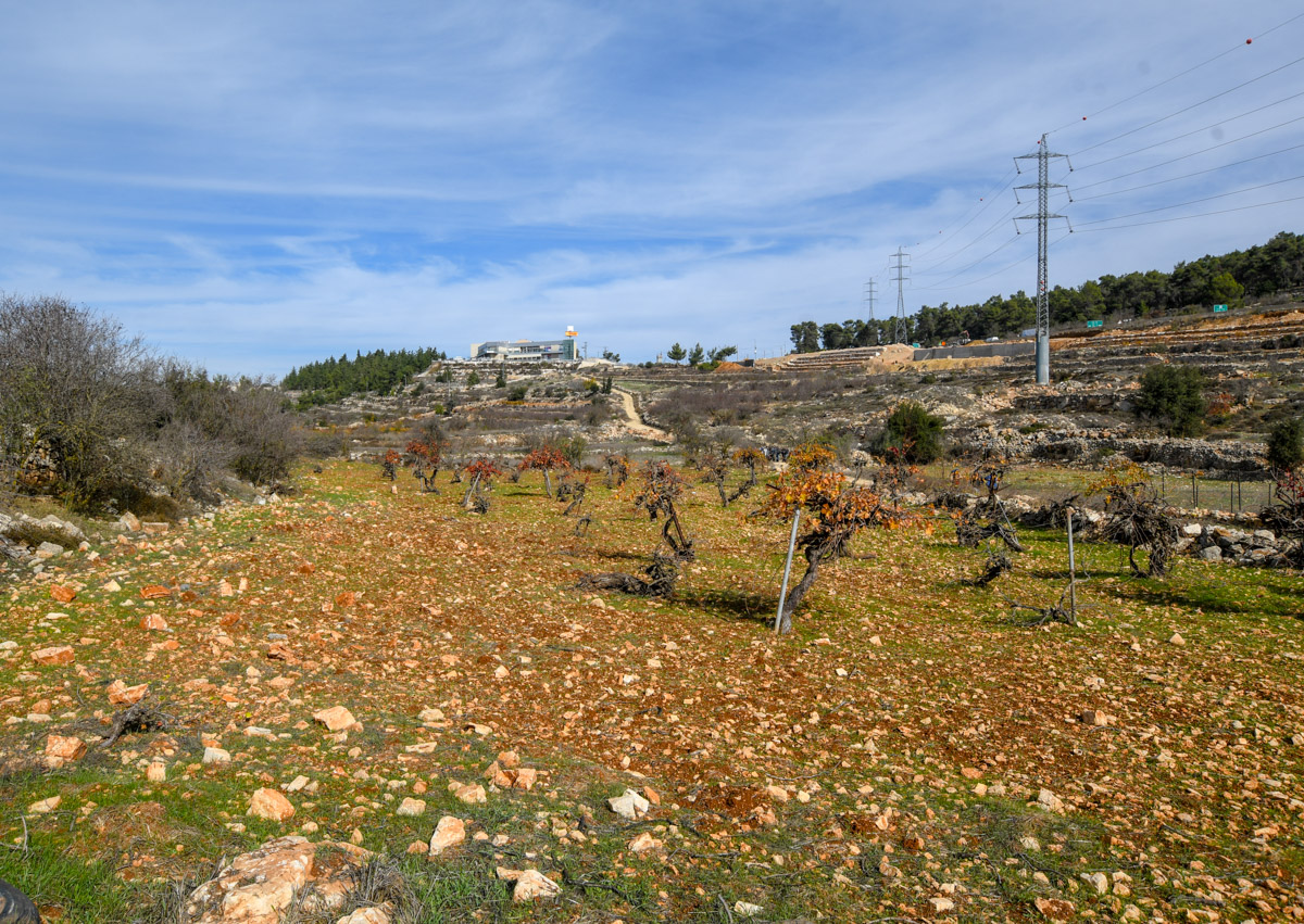 Иудейские горы, image of landscape/habitat.