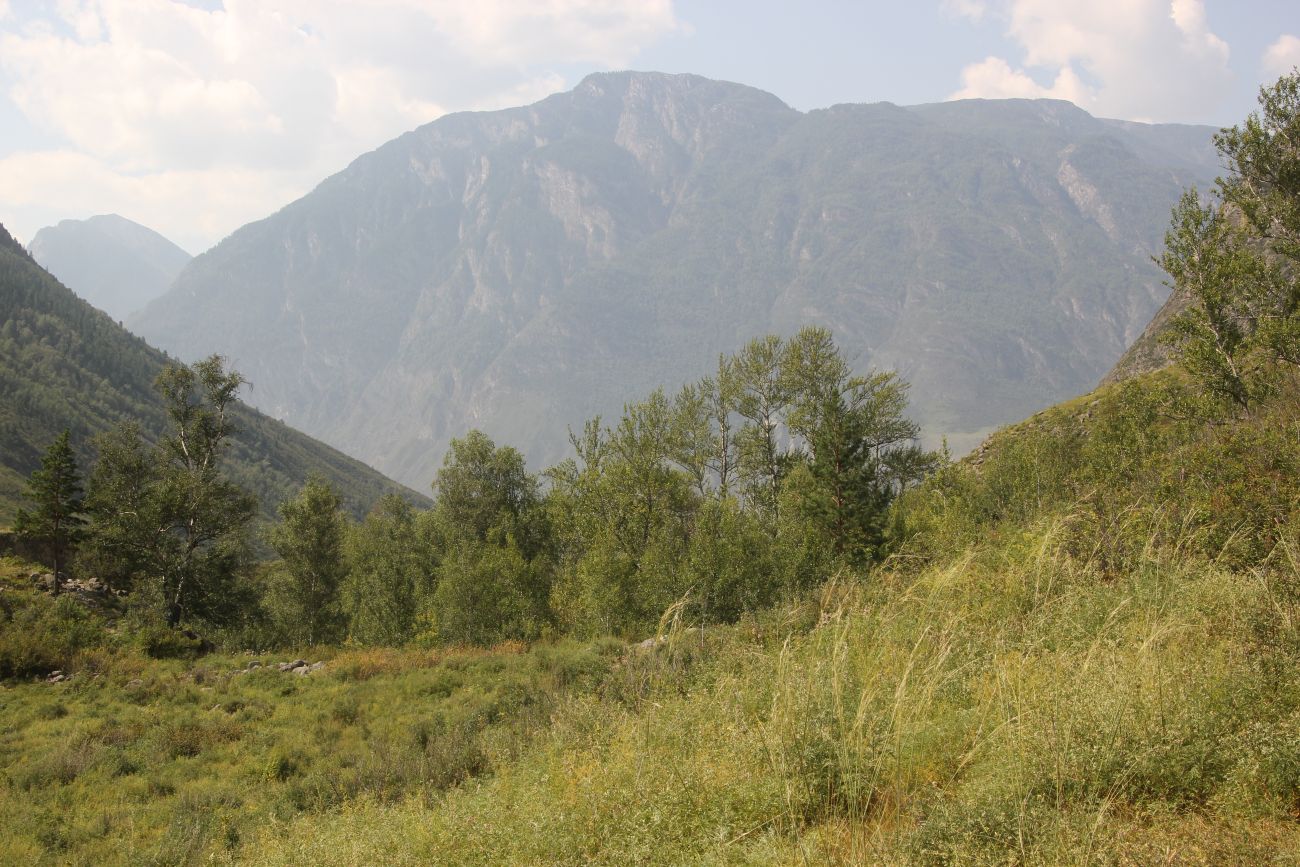 Окрестности ручья Артышту, image of landscape/habitat.