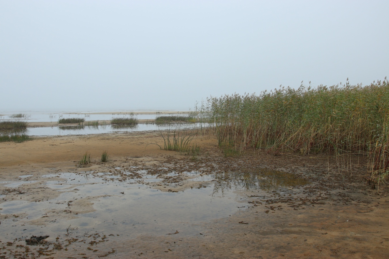 Спицино, image of landscape/habitat.