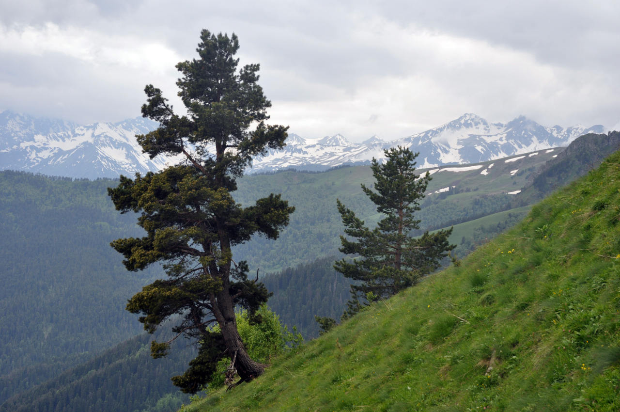 Хребет Абишира-Ахуба, image of landscape/habitat.