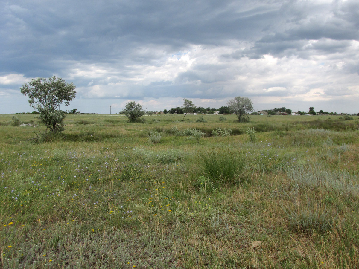 Арабатская стрелка, image of landscape/habitat.