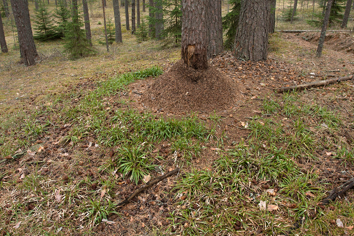 136 км, image of landscape/habitat.