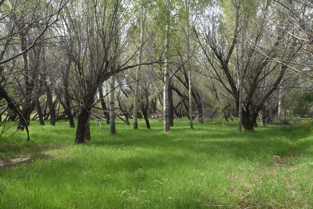 Явузлар, image of landscape/habitat.