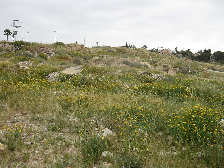 Пустырь в Беэр-Шеве, image of landscape/habitat.