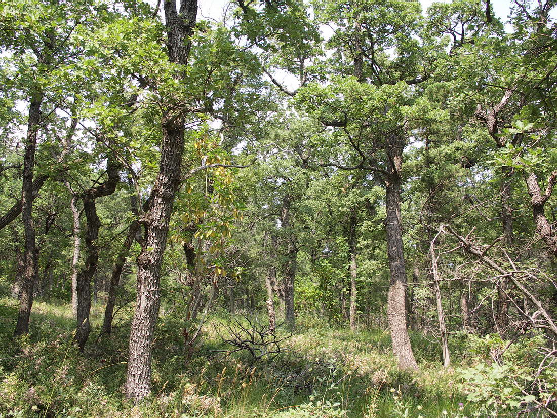 Мыс Мартьян, image of landscape/habitat.