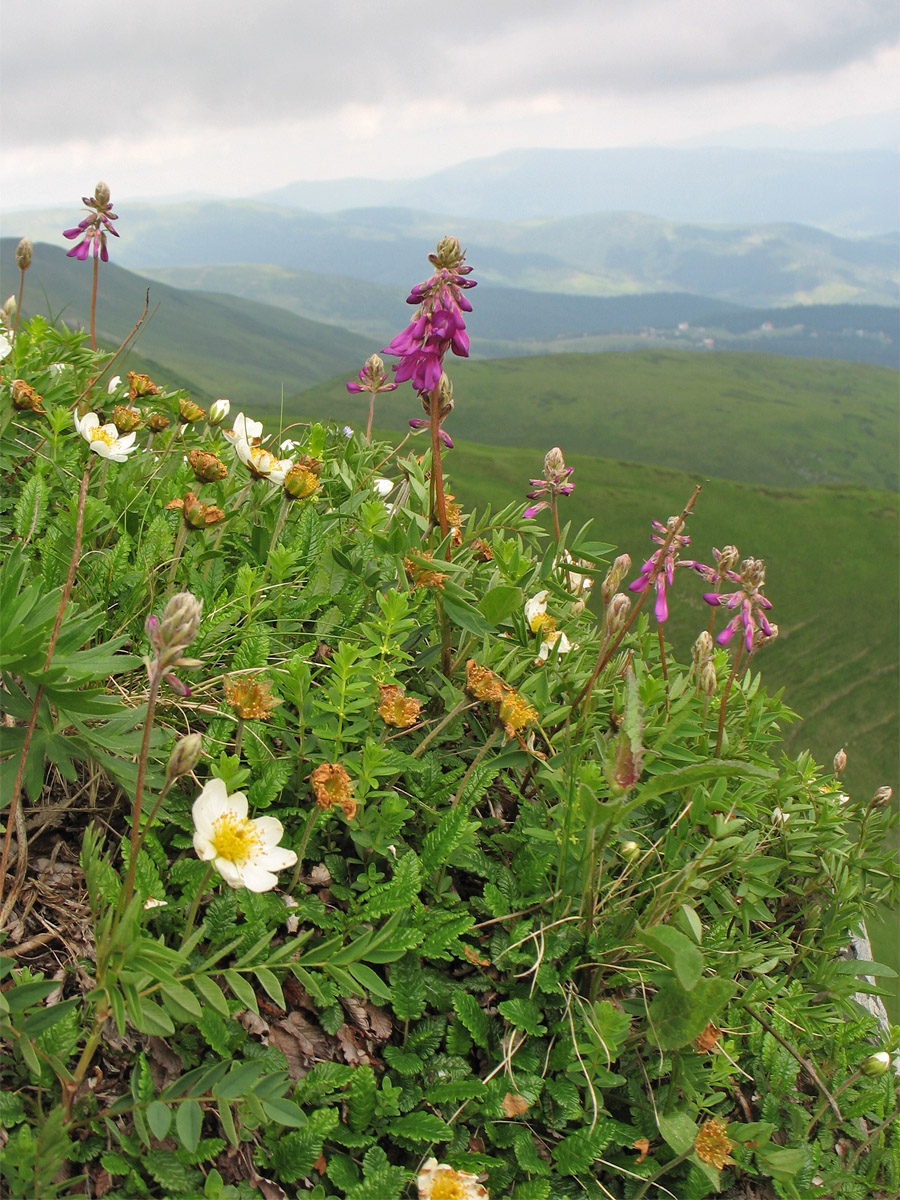 Высокогорья Свидовца, image of landscape/habitat.