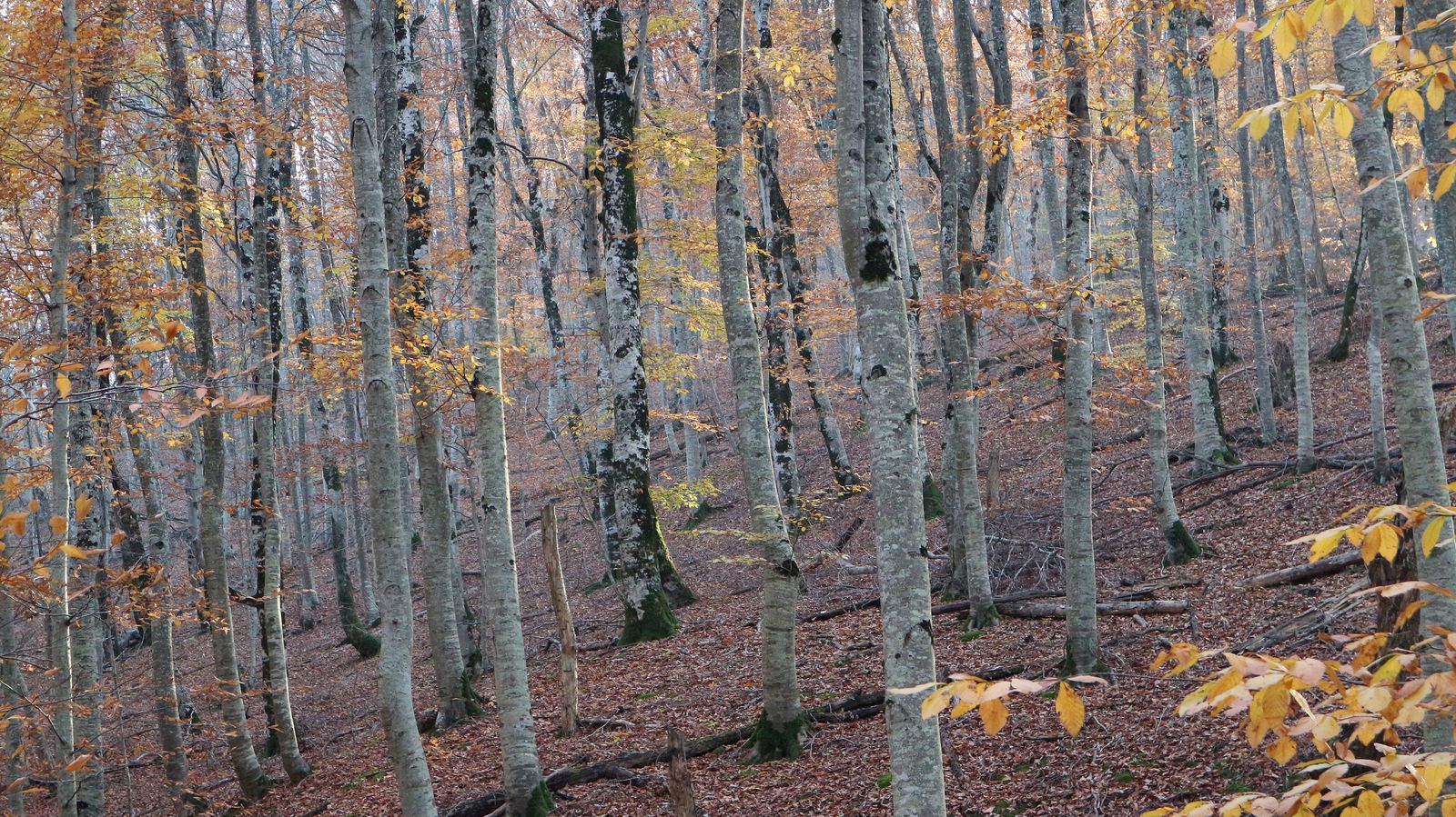 Урочище Липки, image of landscape/habitat.