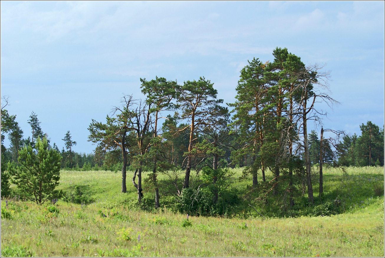 Лесничество «Красный Маяк», image of landscape/habitat.