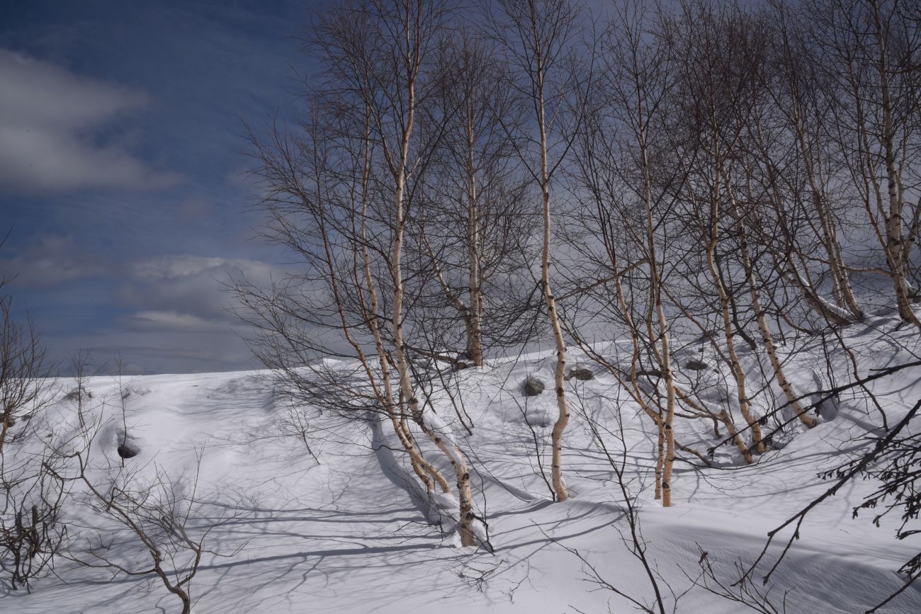 Окрестности ретранслятора, image of landscape/habitat.