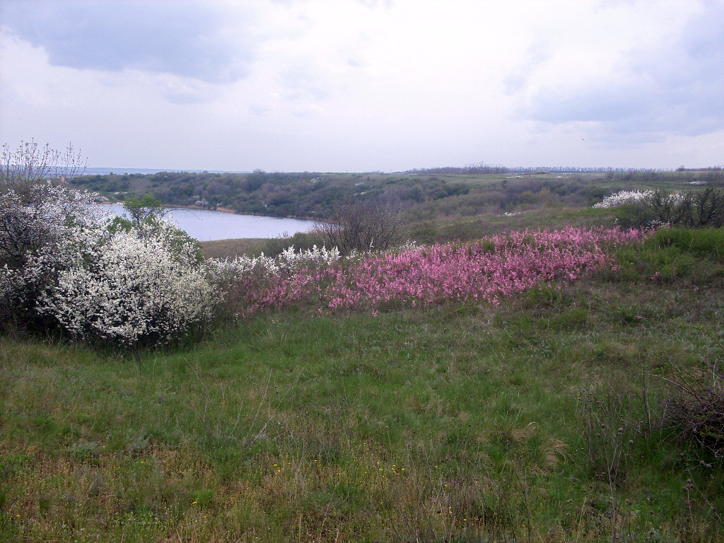 Урочище Терновый Яр, image of landscape/habitat.