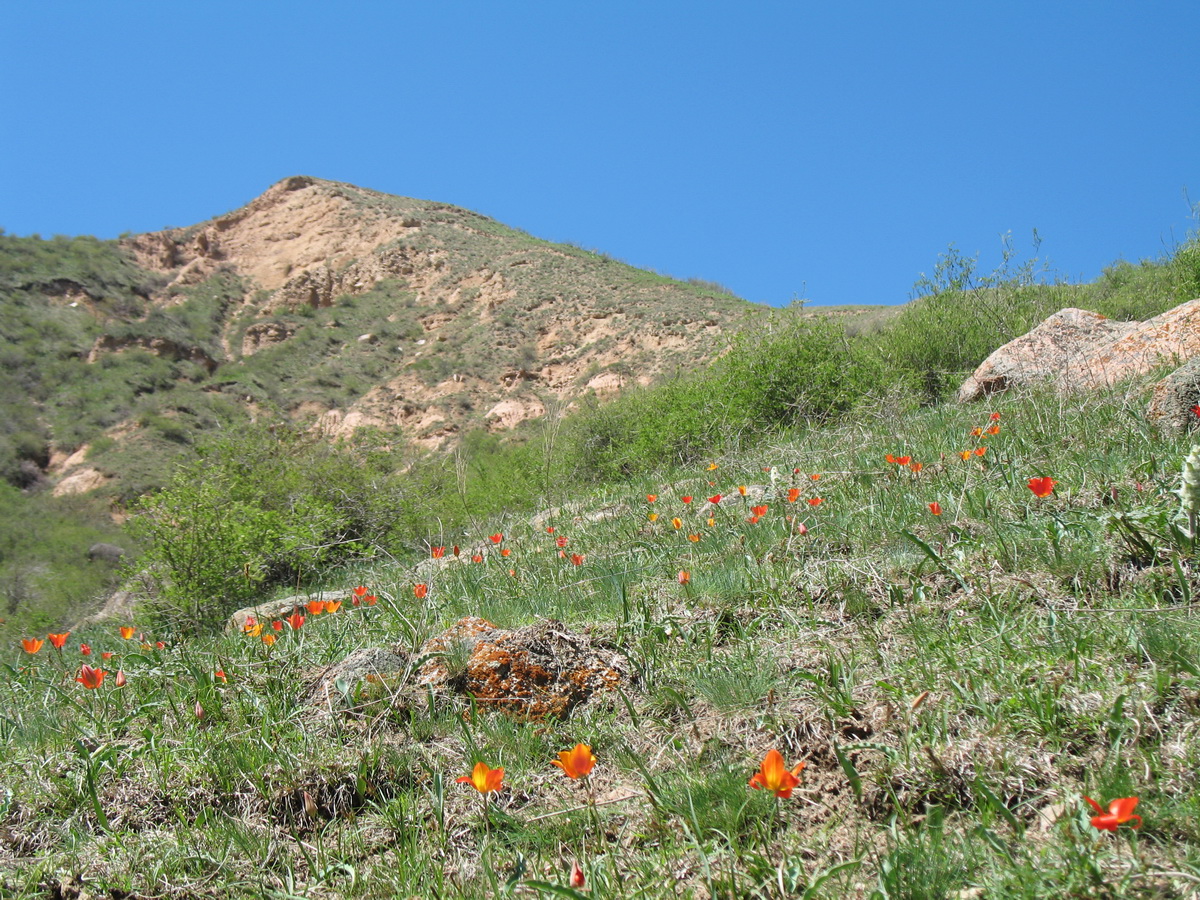 Каскелен, image of landscape/habitat.