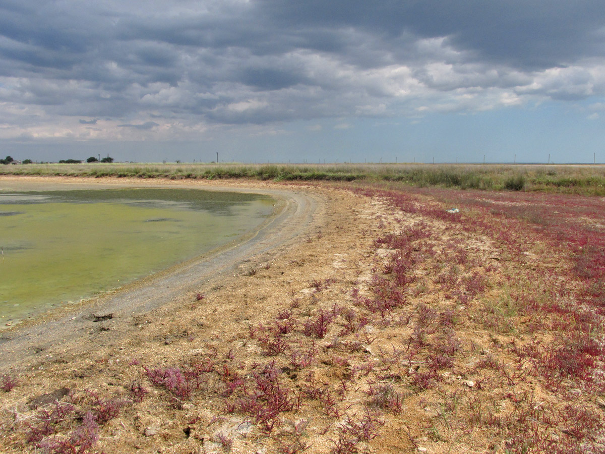 Арабатская стрелка, image of landscape/habitat.